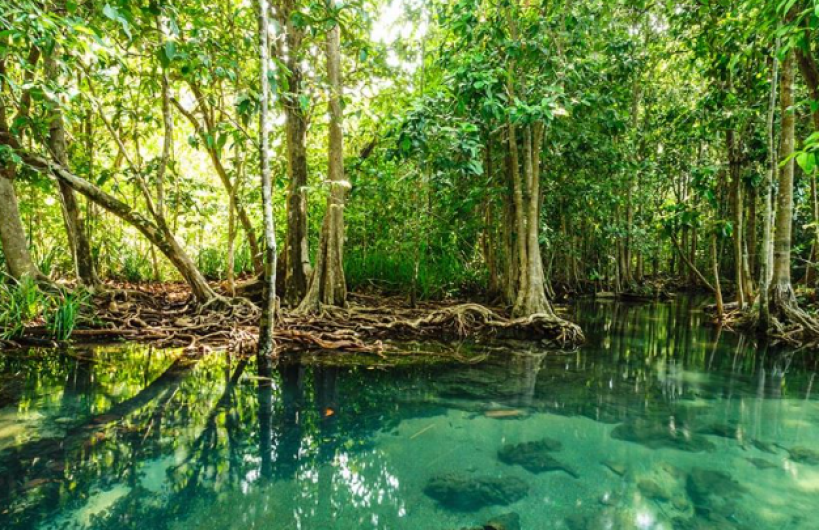 Planeta ha perdido un tercio de sus manglares, alertan científicos 