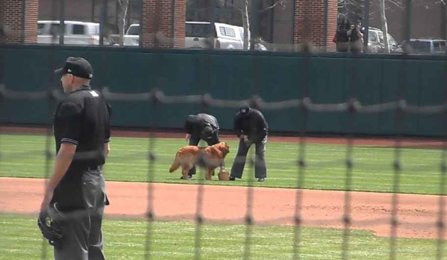 Conoce a Jake, el nuevo aguador de la MLB