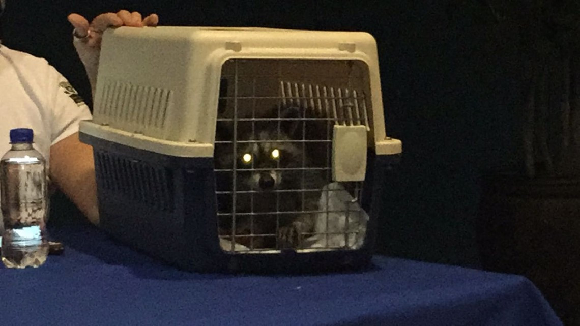 Invitan a participar en la carrera Mapache 2017