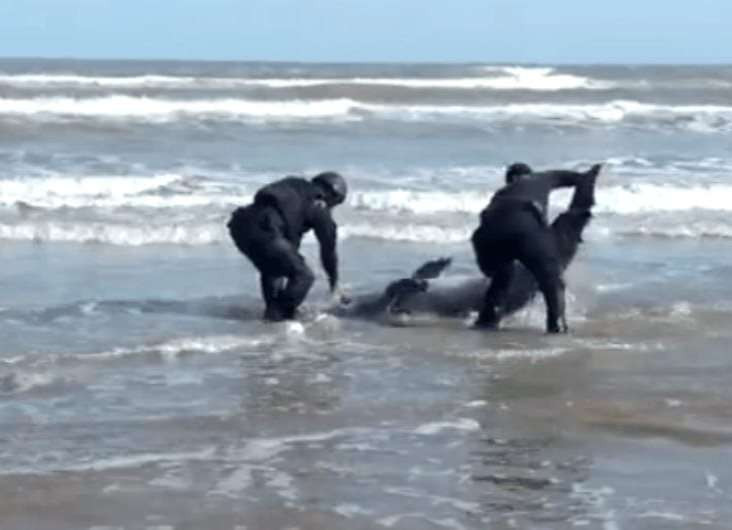 Rescatan a delfín varado en playa de Matamoros
