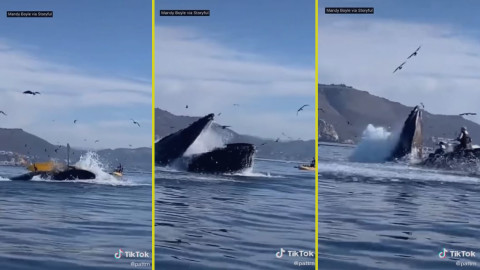 Captan a ballena que emerge del agua e intenta tragar a dos mujeres