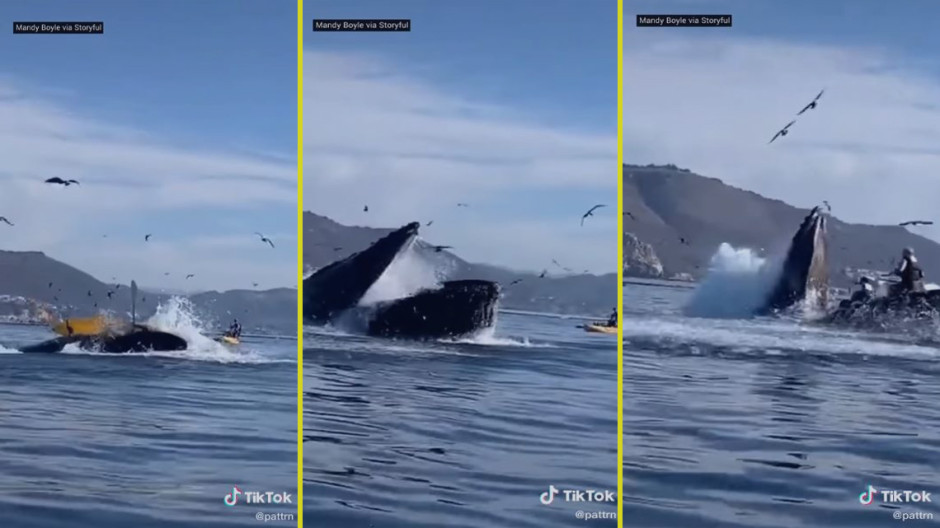 Captan a ballena que emerge del agua e intenta tragar a dos mujeres