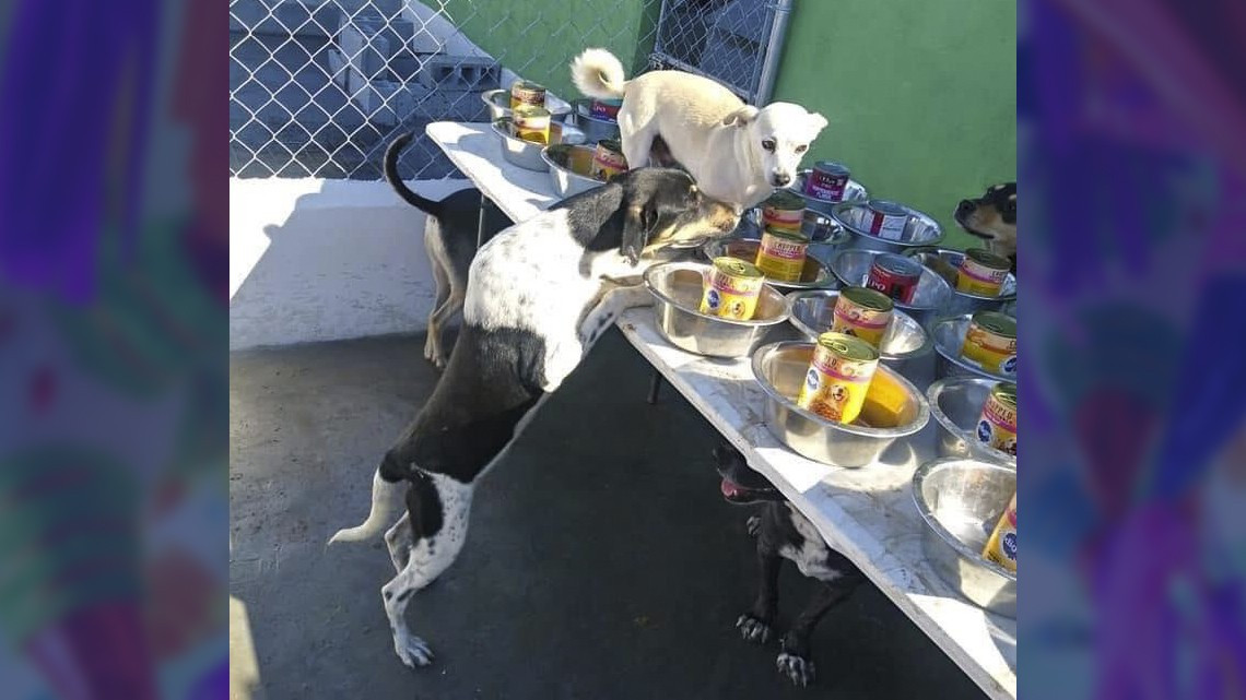 Ofrecen posada para perritos callejeros en Matamoros