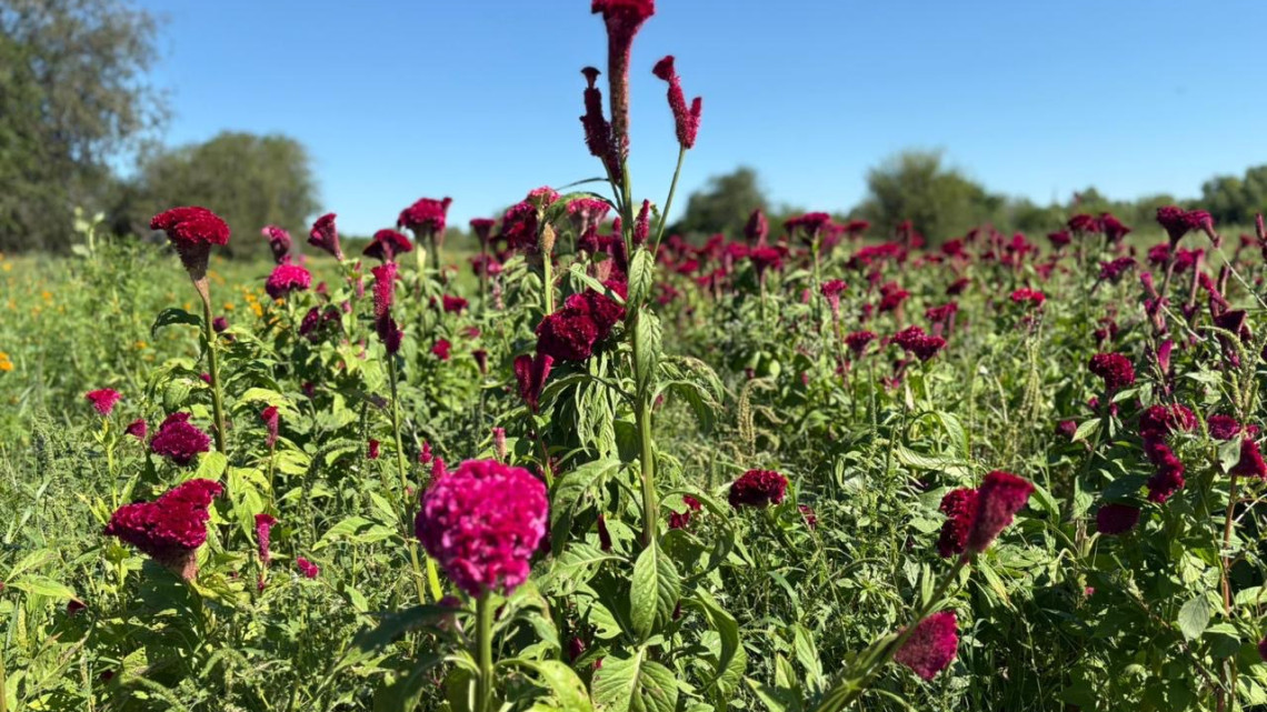 Don Martín: guardián del cempasúchil en Nuevo Laredo