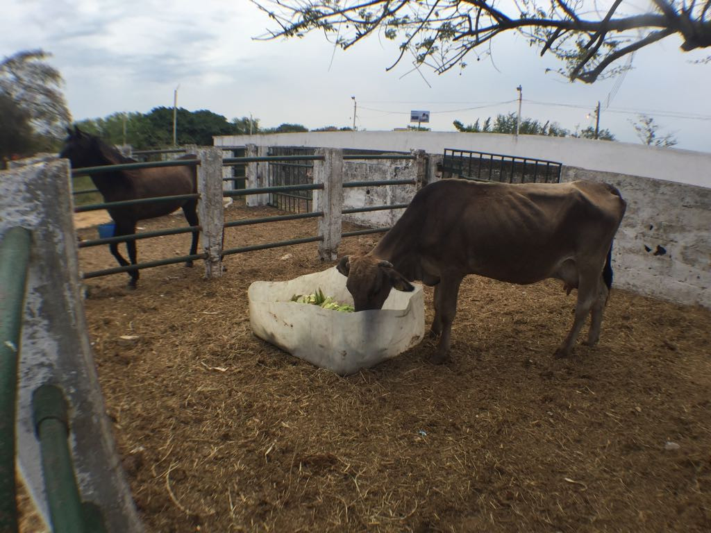 Consejo de desarrollo rural en Altamira se reúne