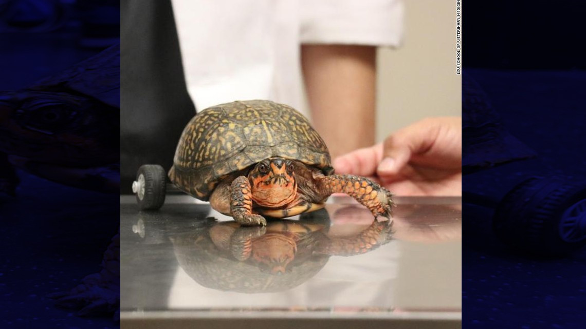 'Pedro, la tortuga' perdió sus patas, pero LEGO ayudó a que se moviera nuevamente