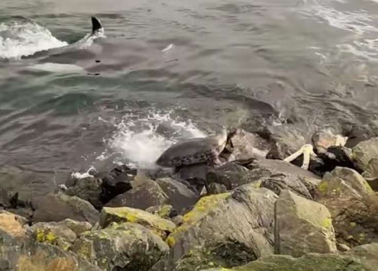 Foca logra escapar de ballenas asesinas