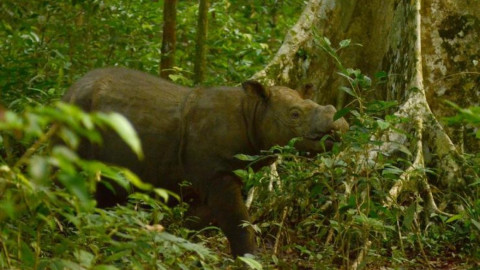 “Tam” el último rinoceronte de Sumatra muere