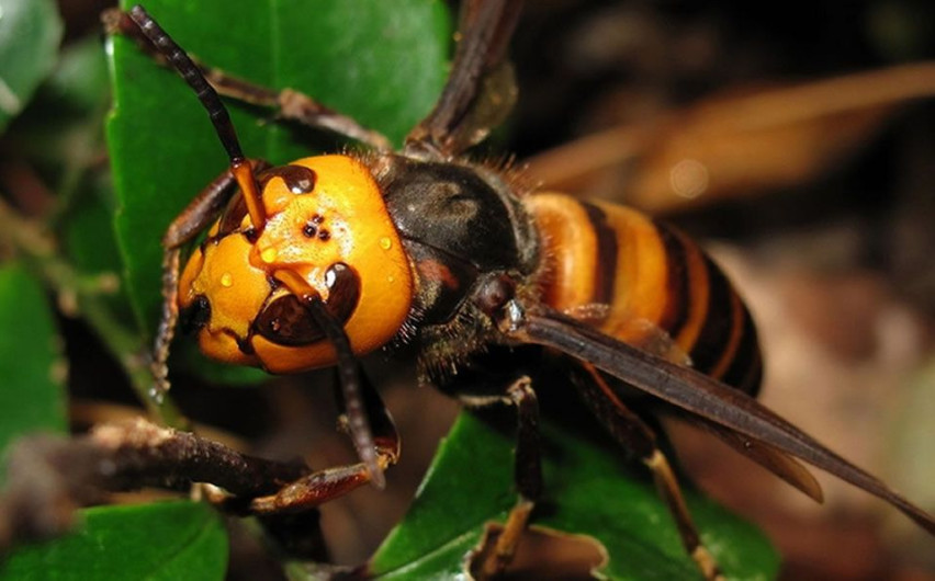 No hay presencia de avispón asiático en México: Conabio