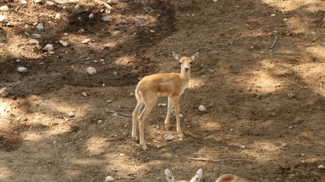 Comisión de Parques y Biodiversidad registra 17 nacimientos durante esta cuarentena
