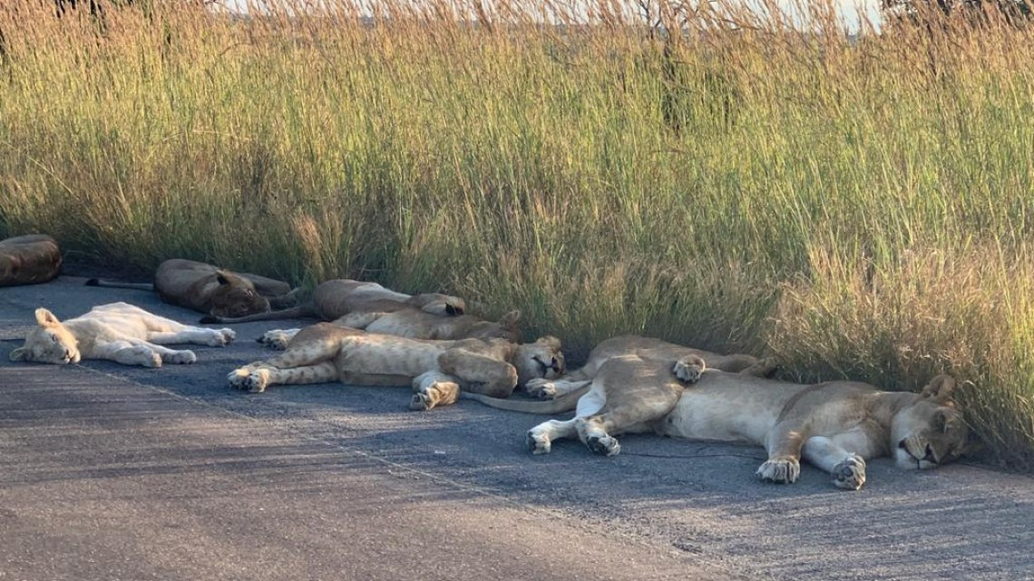 Así descansan leones en el Parque Nacional Kruger durante el confinamiento