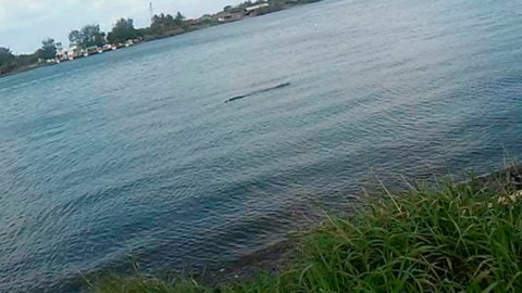 Fotografían a cocodrilo nadando en el río Pánuco 