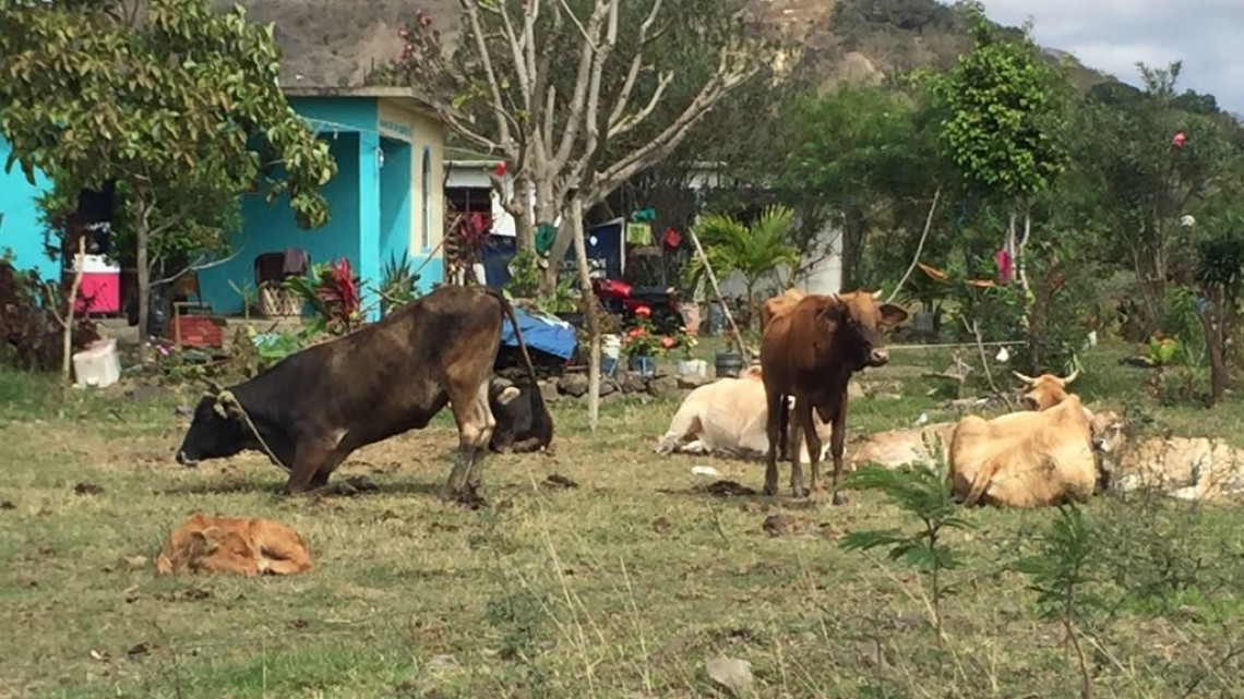 Agricultores a la espera de recursos económicos para incentivar el campo