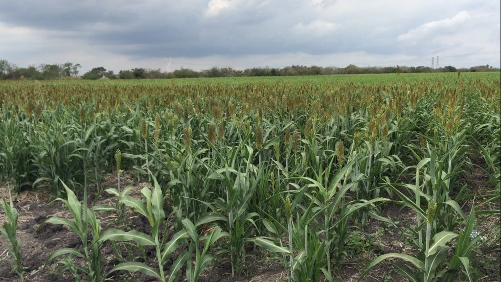 Rehabilitan caminos para siembra de 40,000 hectáreas de soya