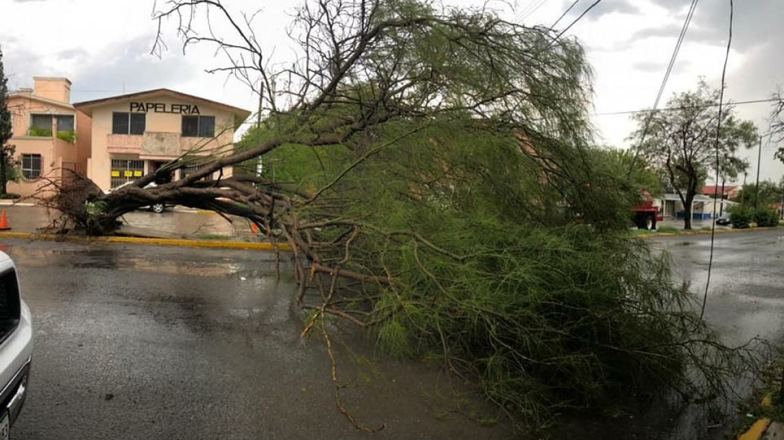 Fuerte lluvia deja 14 árboles caídos en Victoria