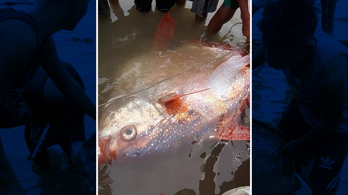 Atrapan un pez del 'tamaño de un hombre'