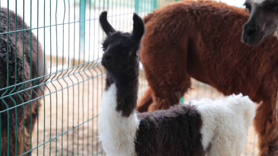 Mantienen buena salud cachorros de león, hipopótamo y llama nacidos en el zoológico de la ciudad