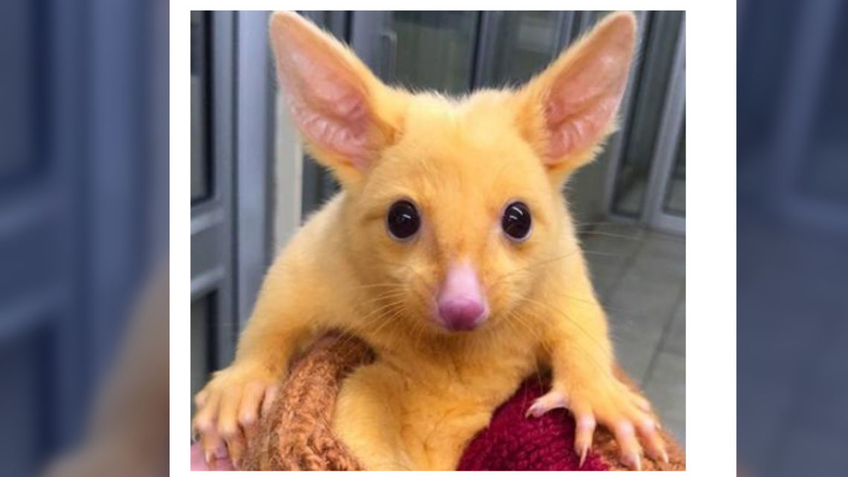 Comparan a zarigüeya dorada con “Pikachu”