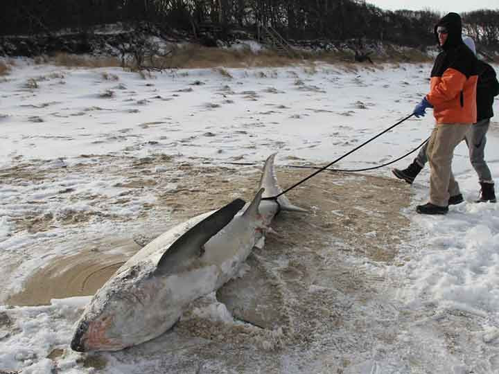 Tiburones mueren congelados en EU por frío