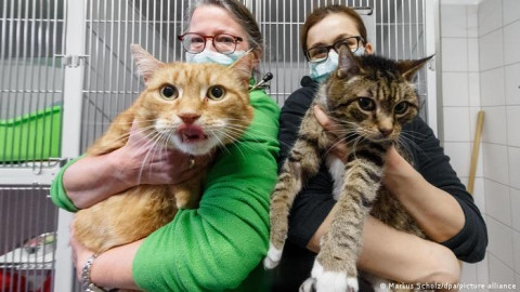 Rusia aplica primeras dosis anticovid para animales