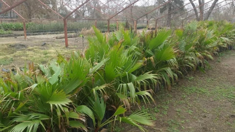 Canjean plantas por plásticos para recuperar pérdidas en heladas