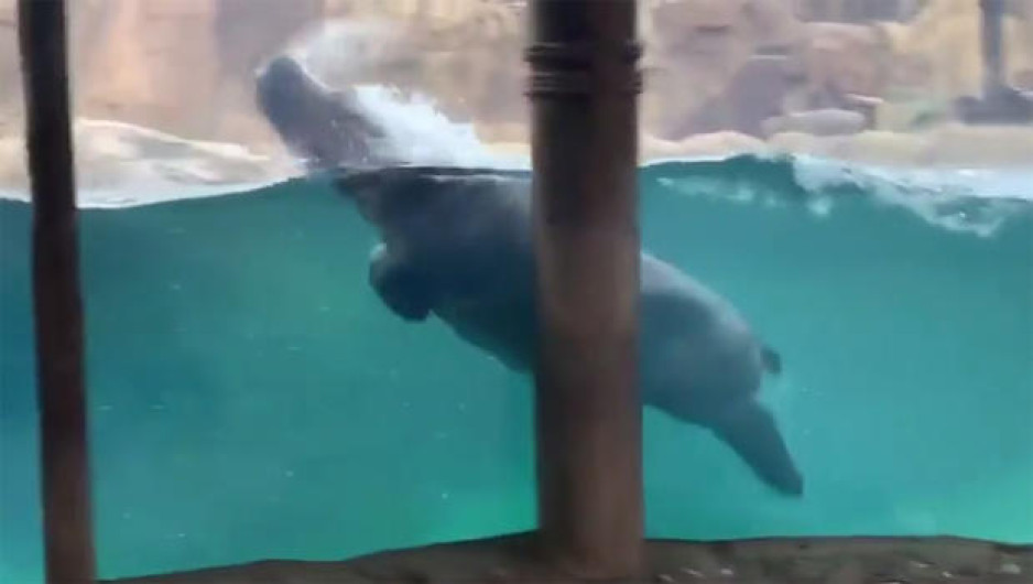 Así disfruta Fiona su piscina