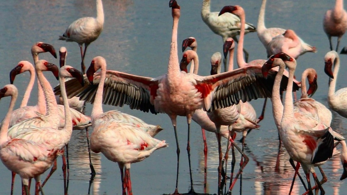 Miles de flamencos crean 'mar rosa' en Bombay, India