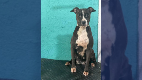 Abandonan a mascota en estética canina