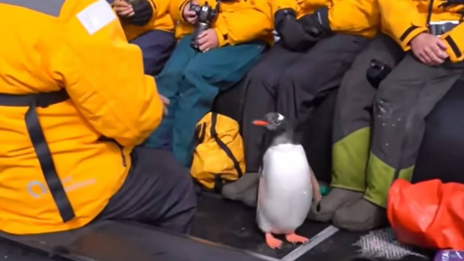 Pingüino salta a un bote de turistas y se salva de ser devorado por una orca