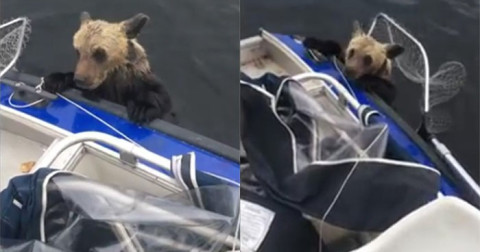 Pescadores rescatan a dos oseznos en un río de Rusia