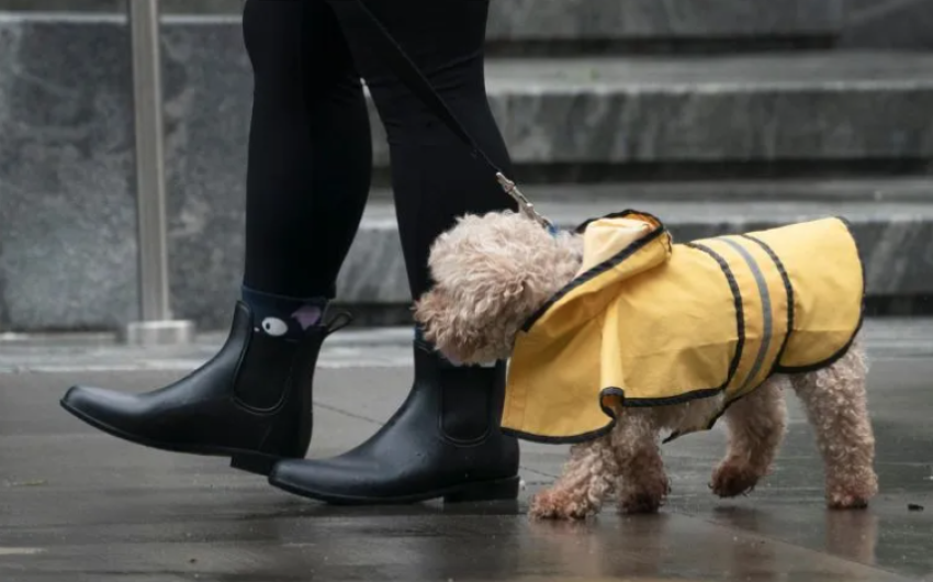 Plantea Corea del Sur prohibir el consumo de la carne de perro 