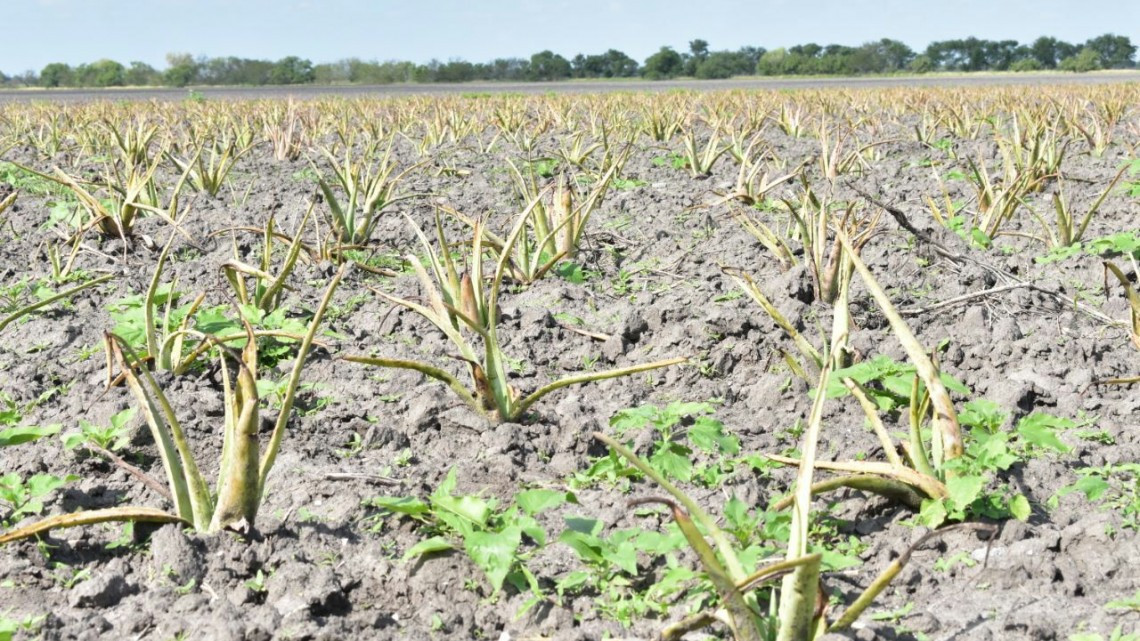 La actividad agrícola será el brazo fuerte de Tamaulipas