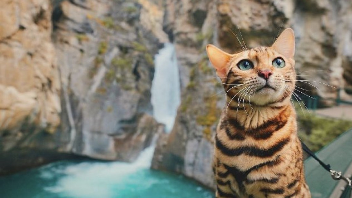 Suki el gato que viaja por el mundo más que todos nosotros 