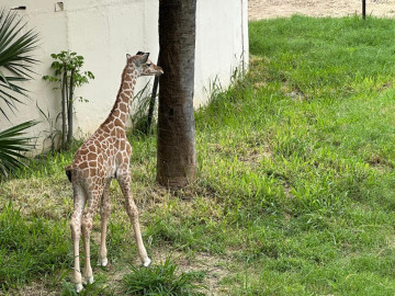 Convocan a elegir nombre para jirafa macho del Zoológico Tamatán