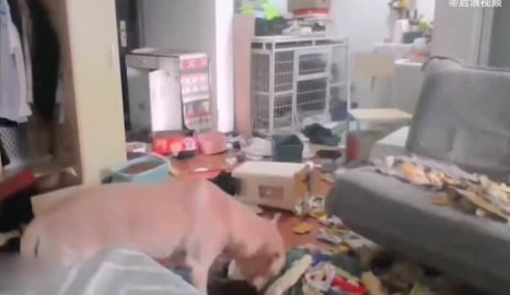 Perro destroza la casa en ausencia de su dueña