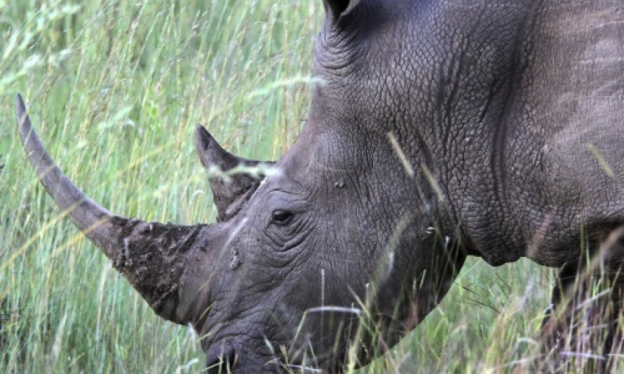 Traficantes de cuernos de rinoceronte enfrentan a justicia inglesa