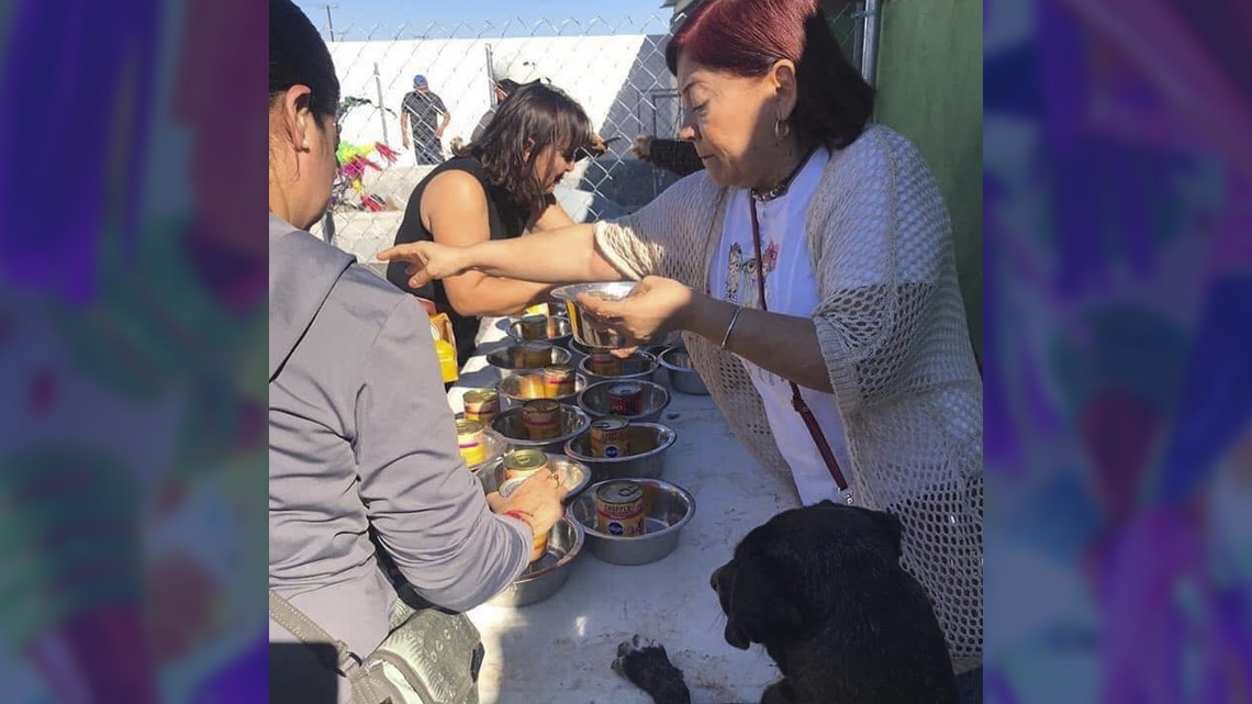 Ofrecen posada para perritos callejeros en Matamoros