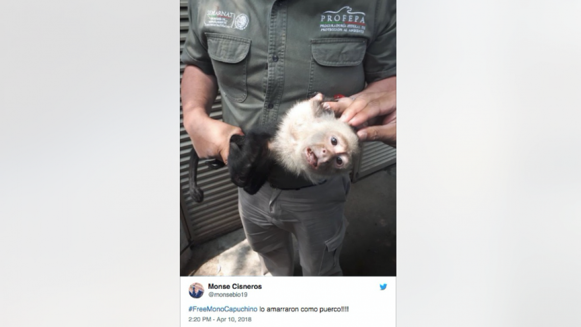 Reacciones y memes por captura del mono de las lomas