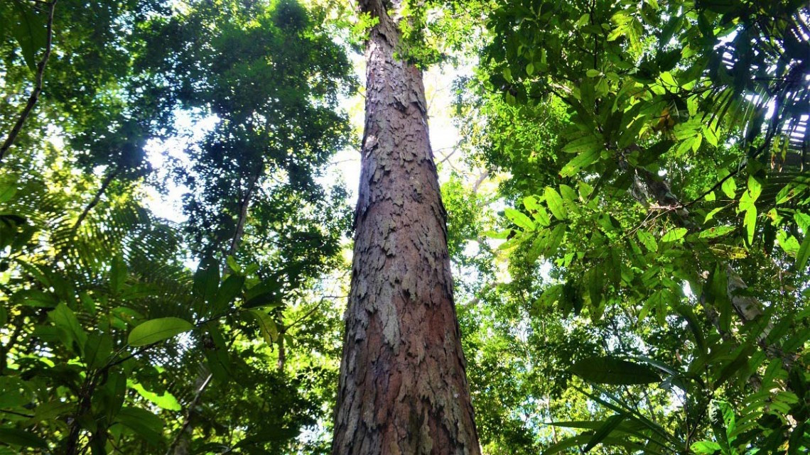 El “árbol más grande” del Amazonas, fuera del peligro de los incendios