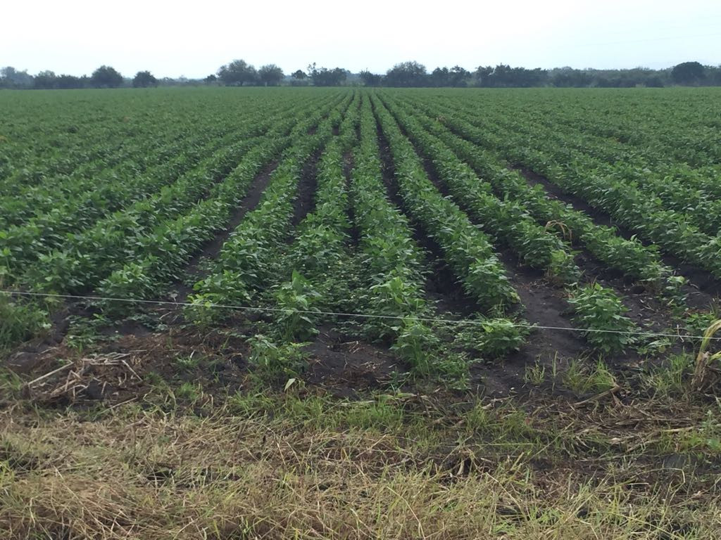 En espera de los incentivos económicos, por siembra de oleaginosas