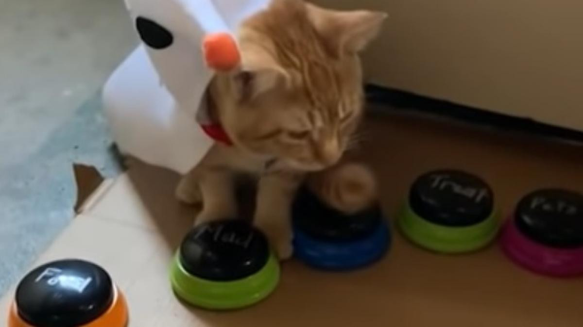 Gatito se comunica a través de botones con insultos