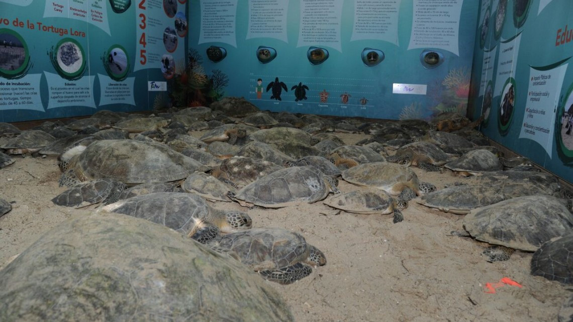 Rescatan y liberan más de 200 tortugas varadas en playas tamaulipecas