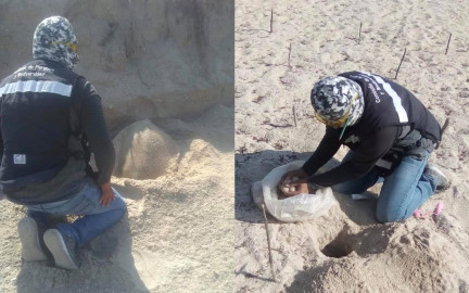 Protegen de depredadores huevos de Tortuga Lora