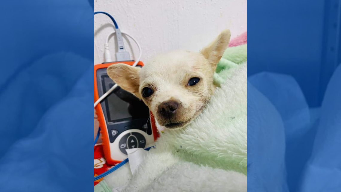 Conoce a Pincky, perrito que por defender su casa fue atacado con trinche