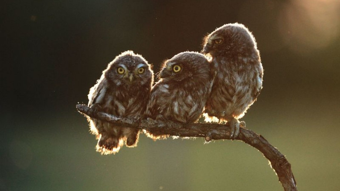 Las 10 fotos graciosas de animales