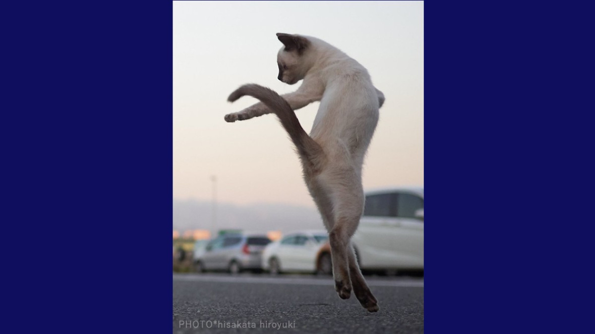 Estos gatos no son ninjas, pero lo parecen