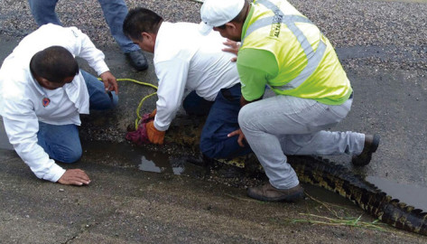 Capturan un cocodrilo en Altamira