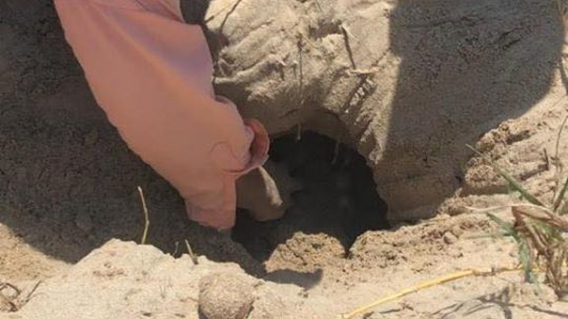 Concientiza Gobierno de Tamaulipas sobre importancia de las tortugas marinas.