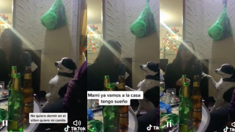 Perrhijo se inquieta durante una reunión de su dueña