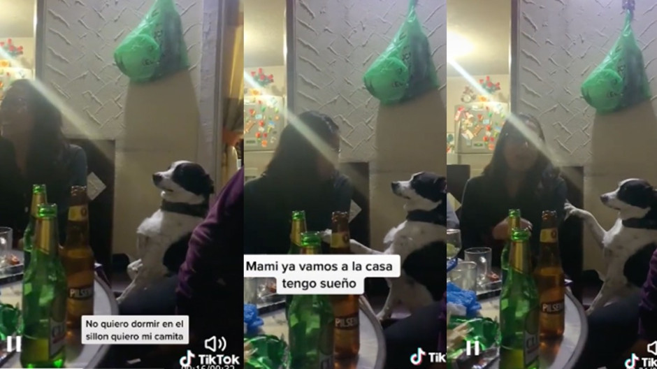 Perrhijo se inquieta durante una reunión de su dueña